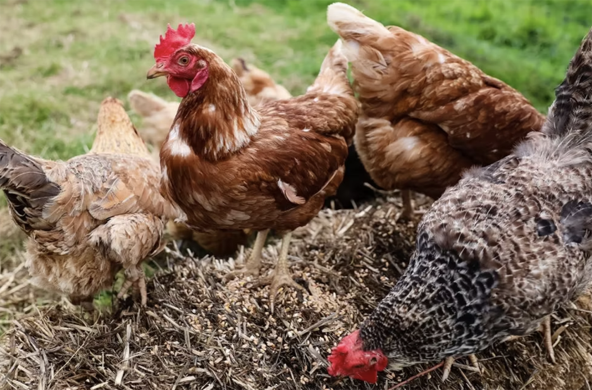 Chicken
